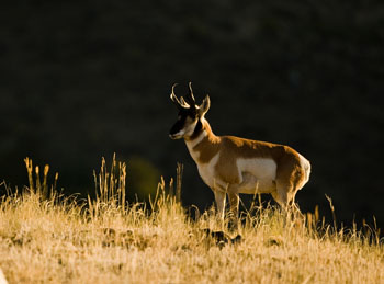 pronghorn